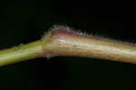 Woolly rosette grass